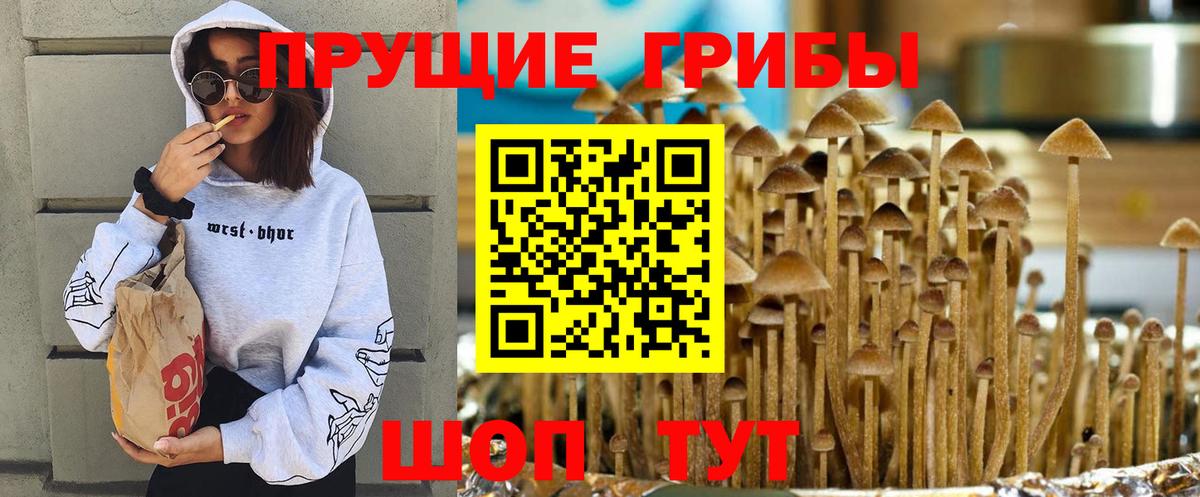 Псилоцибиновые грибы мицелий  Вход с VPN  Элиста 